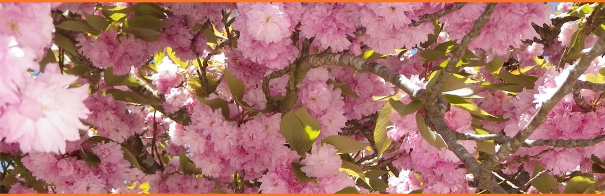 Samedi 17 mai Yin Yoga