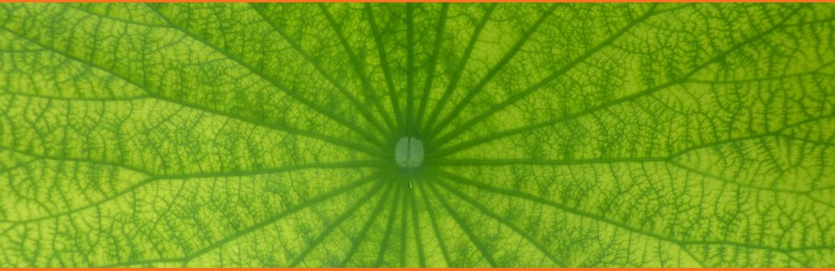Samedi 16 décembre Chants Kirtans